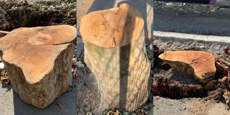 Fotografías de los árboles talados en la calle Tànger, compartidas por el concejal Jordi Martí / TWITTER