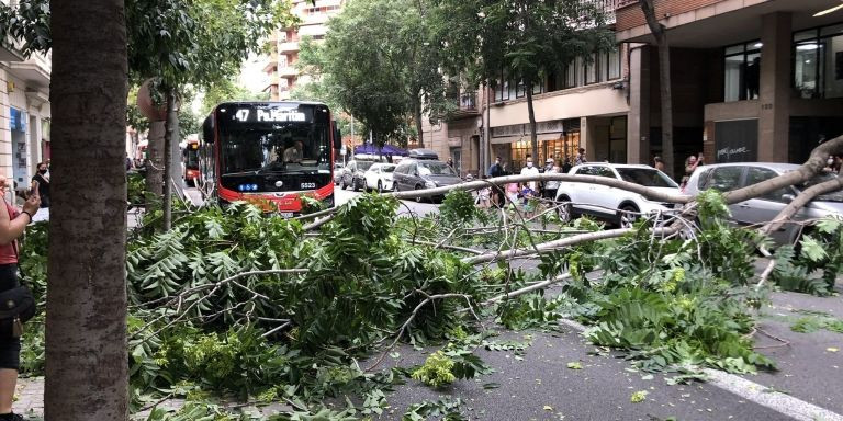 La rama ocupa toda la calzada de la calle Sant Antoni Maria Claret e impide la circulación / GUILLEM SANS