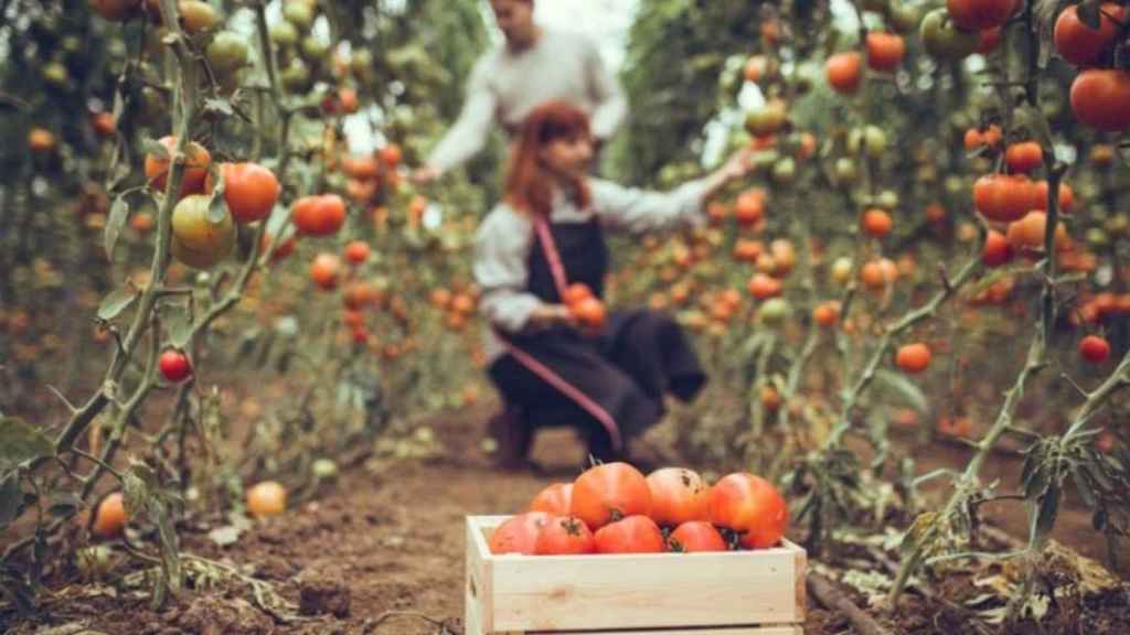 Agricultores en un campo / DKV