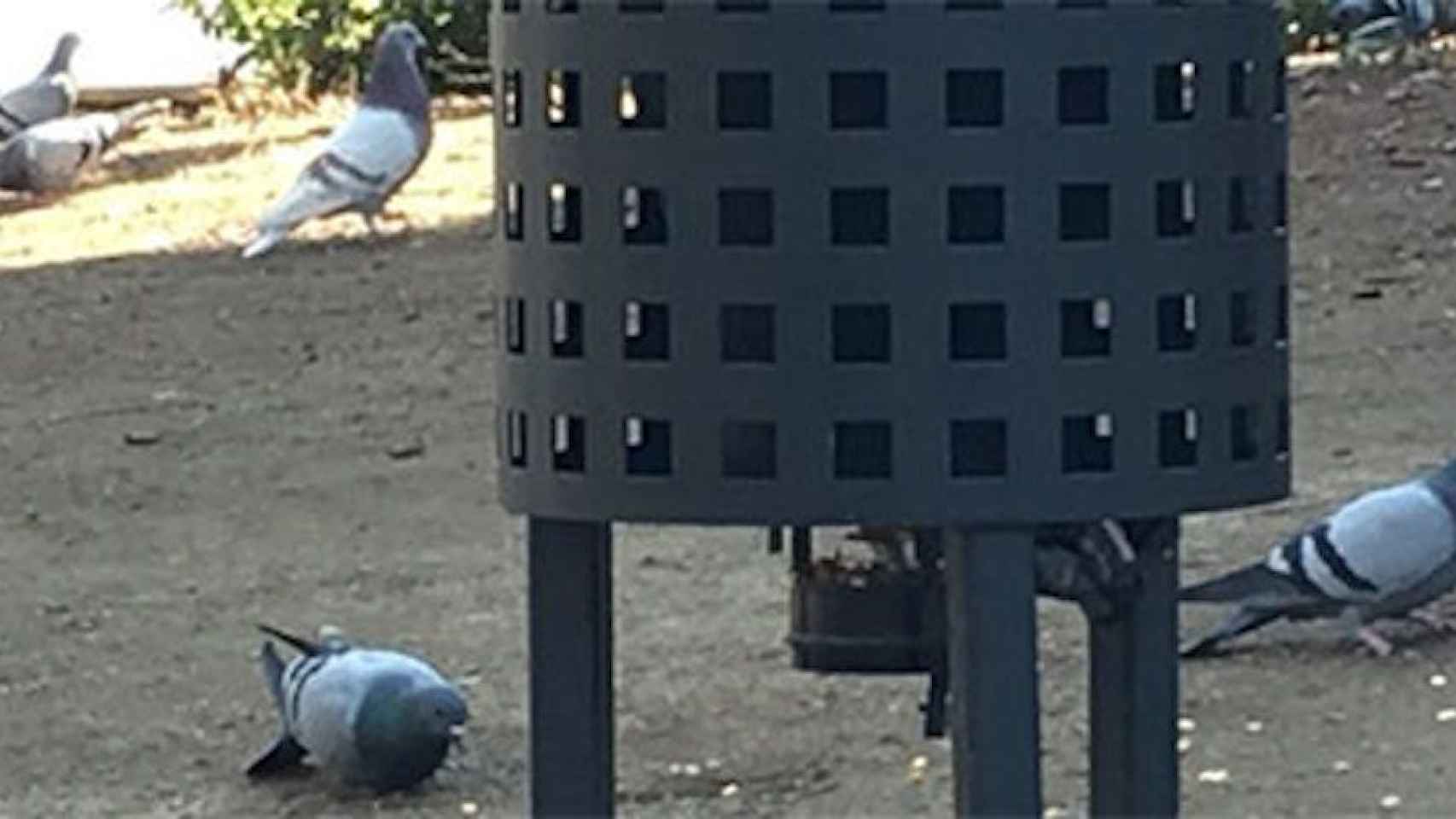 Palomas en Barcelona junto a un dispensador de pienso anticonceptivo / AYUNTAMIENTO DE BARCELONA