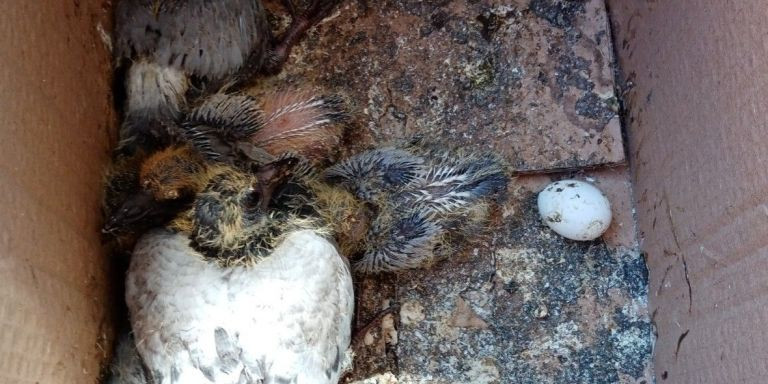 Palomas vivas y muertas dentro de una caja / CORAZÓN DE PALOMA