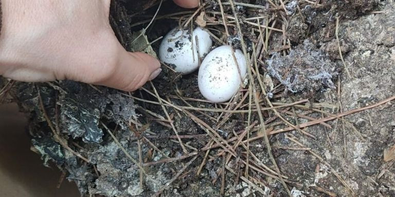 Un nido destruido con dos huevos / CORAZÓN DE PALOMA