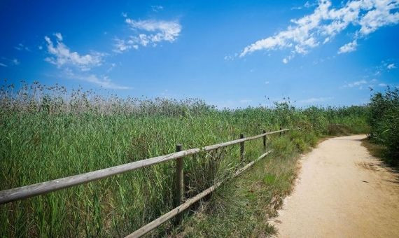 Camino hasta la playa del Remolar / AJUNTAMENT DE VILADECANS