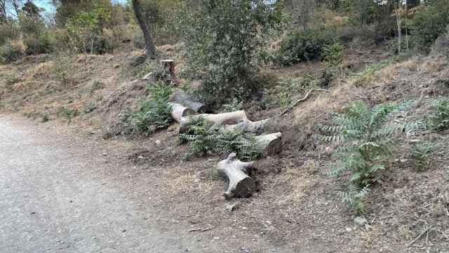 Árboles rotos y matorrales sin limpiar en la Carretera de les Aigües de Barcelona / CEDIDA