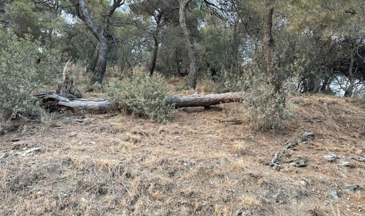 Árboles rotos y bosque lleno de suciedad en la carretera de les Aigües de Barcelona / CEDIDA