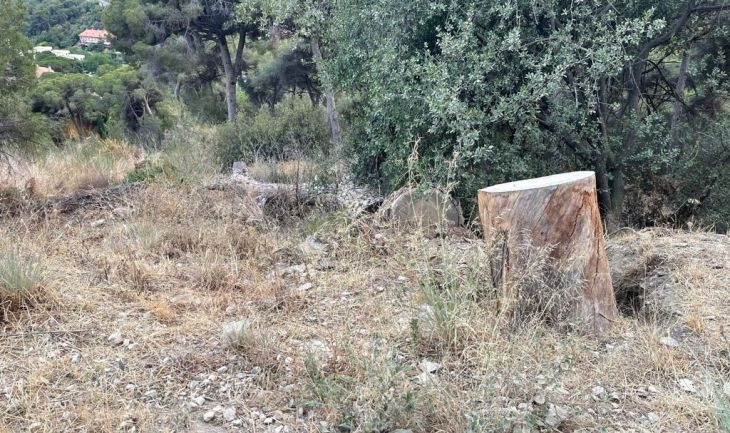 Árboles rotos y bosque lleno de suciedad en la carretera de les Aigües de Barcelona / CEDIDA