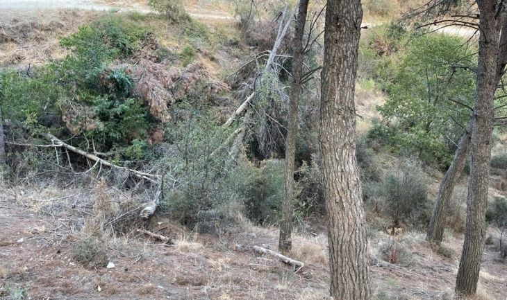 Bosques sin cuidar y dejadez del Ayuntamiento en la carretera de les Aigües de Barcelona / CEDIDA