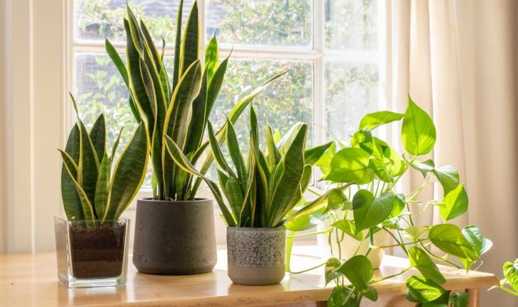 Varias plantas en la vivienda de un hogar / GETTY IMAGES