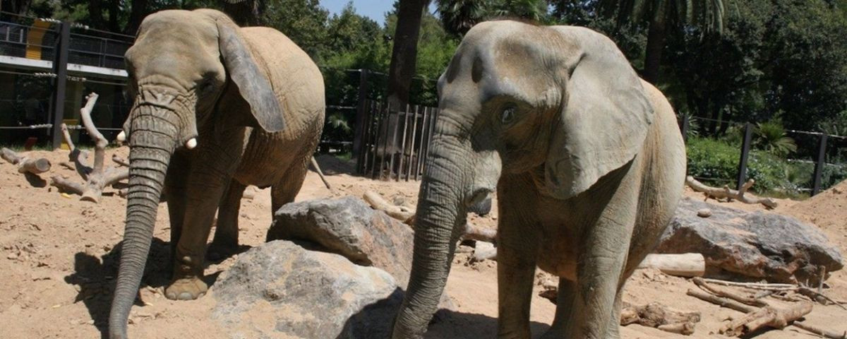 Elefantes en el Zoo de Barcelona / ARCHIVO