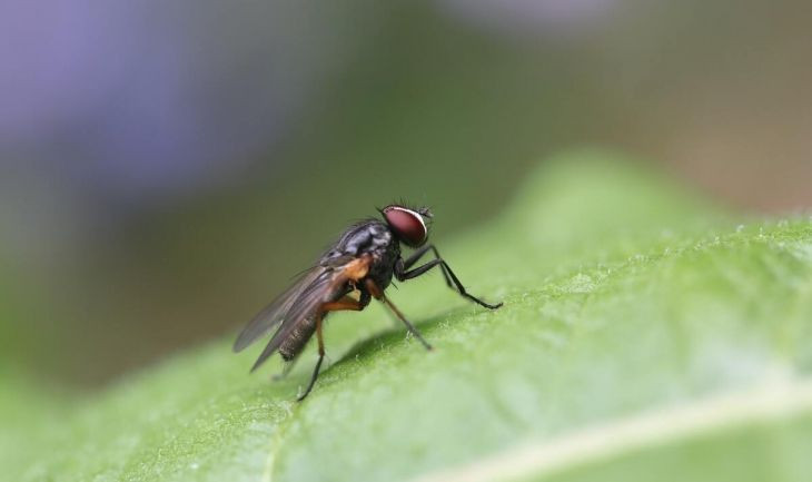 Imagen de archivo de un ejemplar de mosca negra