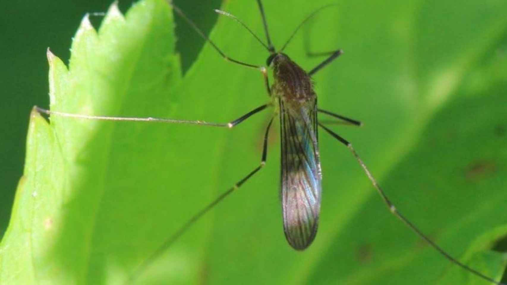 Un mosquito Culex pipiens como en los que han detectado el virus del Nilo / WIKIMEDIA