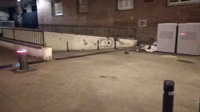 Rata en Sant Andreu