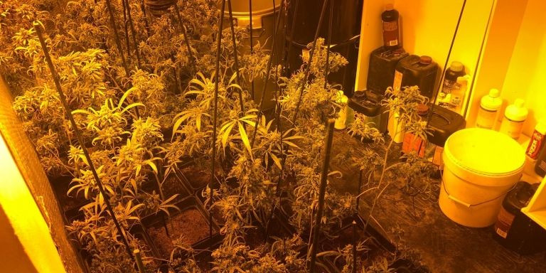 Una de las plantaciones de marihuana desmanteladas este martes / MOSSOS D'ESQUADRA