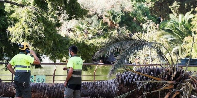 Caída de una palmera en el parque de la Ciutadella / EFE