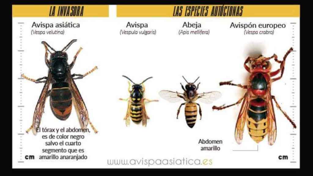 Ilustración que explica las diferencias entre la avispa asiática , avispa, abeja y avispón europeo / @avispa_asiatica