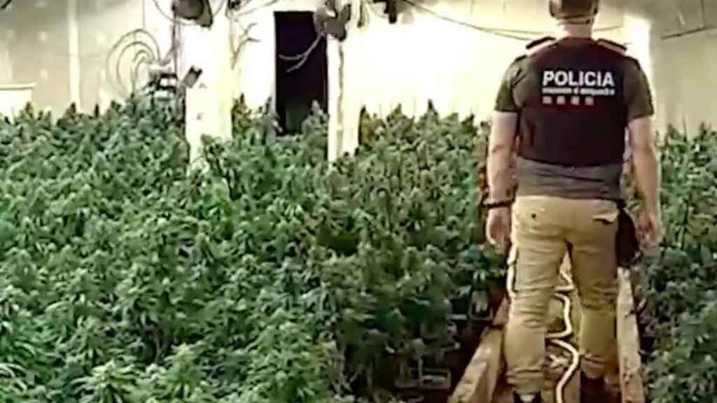 Plantación de marihuana de la banda que blanqueó millones de euros en Sabadell / MOSSOS D'ESQUADRA