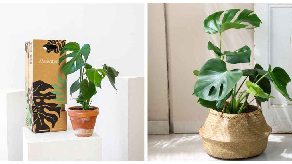 Dos ejemplos de la planta monstera, una de ellas de la compañía Monstera / CEDIDA