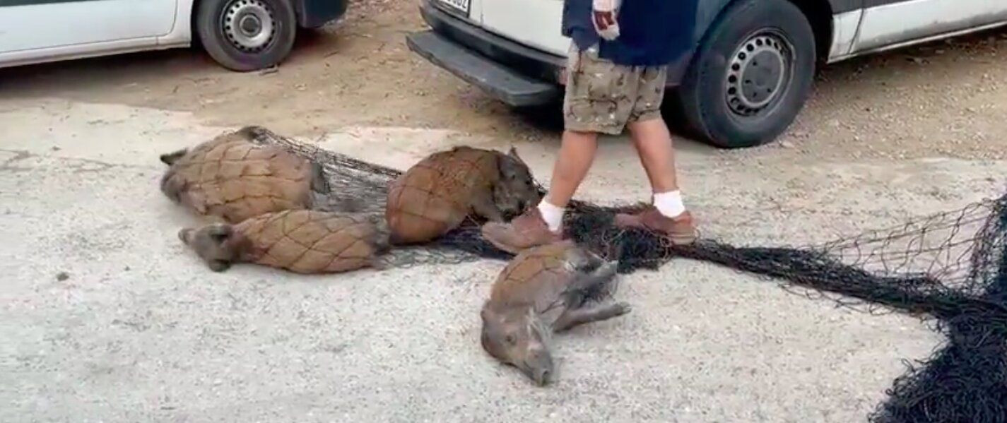 Jabalíes capturados y sacrificados en Vallvidrera / EL RECTORET - TWITTER