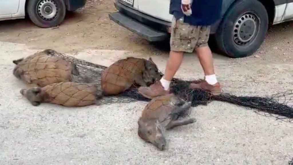 Jabalíes capturados y sacrificados en Vallvidrera / EL RECTORET - TWITTER