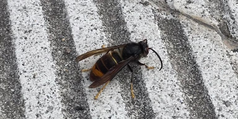 Imagen de otra avispa asiática detectada en Barcelona, en este caso en el paseo de Sant Joan / JESÚS COINES