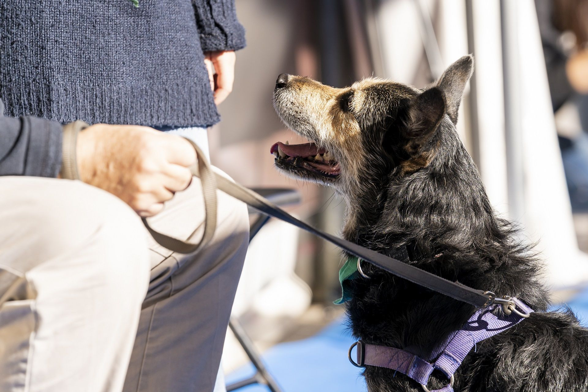 Un perro atado en Barcelona / AYUNTAMIENTO DE BARCELONA