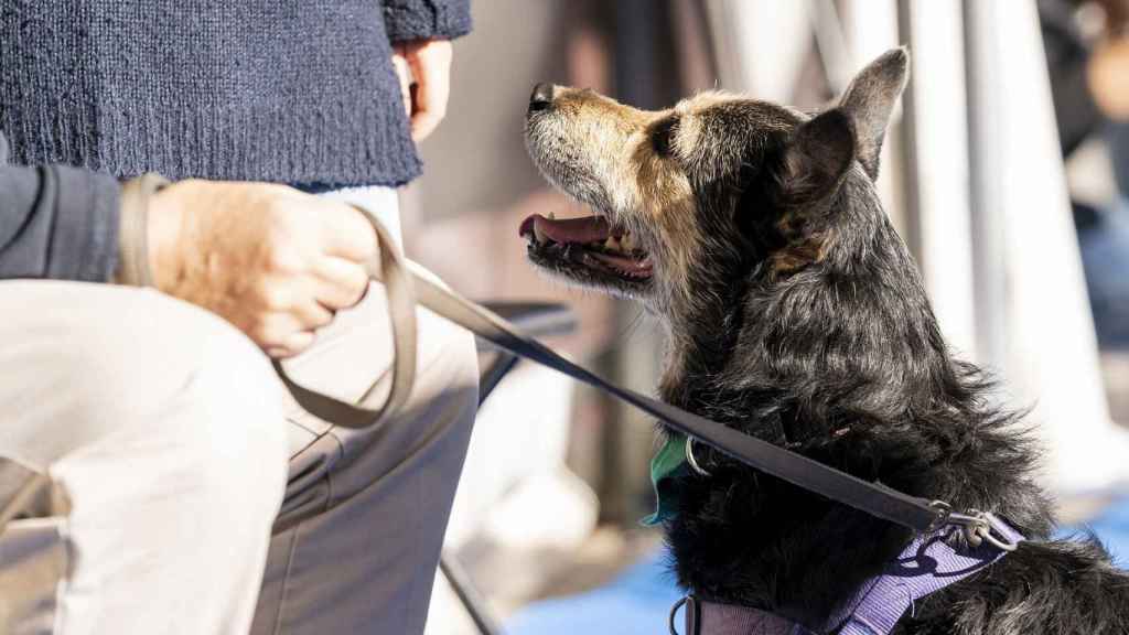 Un perro, al que afectará la Ley de Protección y Derechos de los Animales, junto a su dueño / AYUNTAMIENTO DE BARCELONA