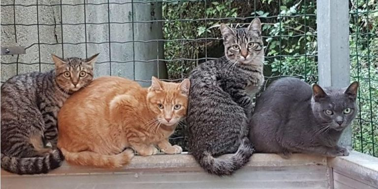 Una colonia de gatos en una imagen del consistorio / AJ BCN