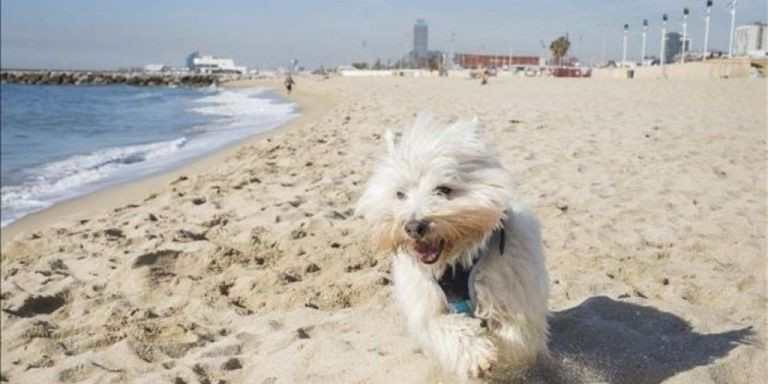 Un perro corre en la playa en Barcelona / AYUNTAMIENTO DE BARCELONA