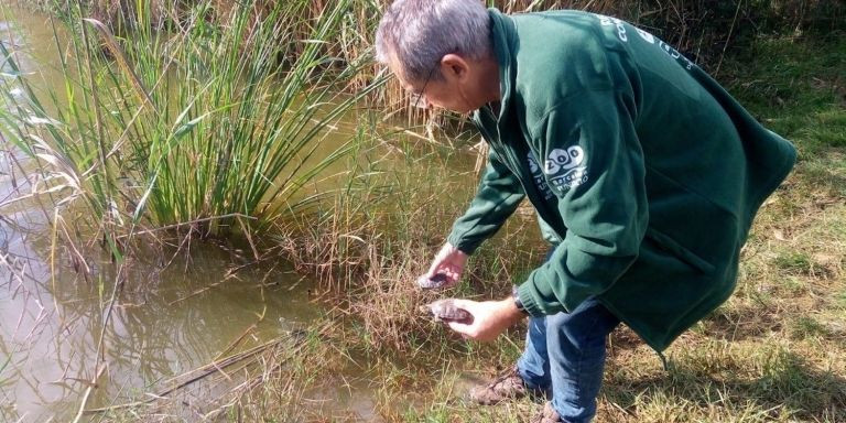 Un operario libera tortugas nacidas en el Zoo de Barcelona / AYUNTAMIENTO DE BARCELONA