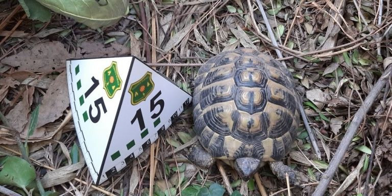 Tortugas en peligro de extinción recuperadas en una finca de Barcelona / AGENTS RURALS