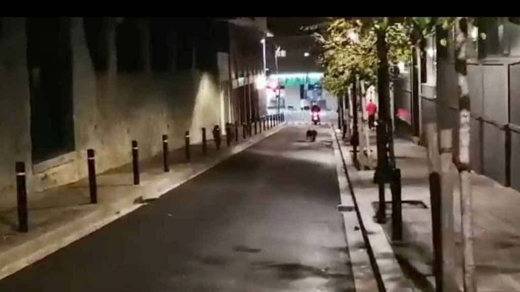 Una manada de jabalíes, este jueves, junto al paseo de Sant Gervasi / TWITTER JORDINA BARCELÓ