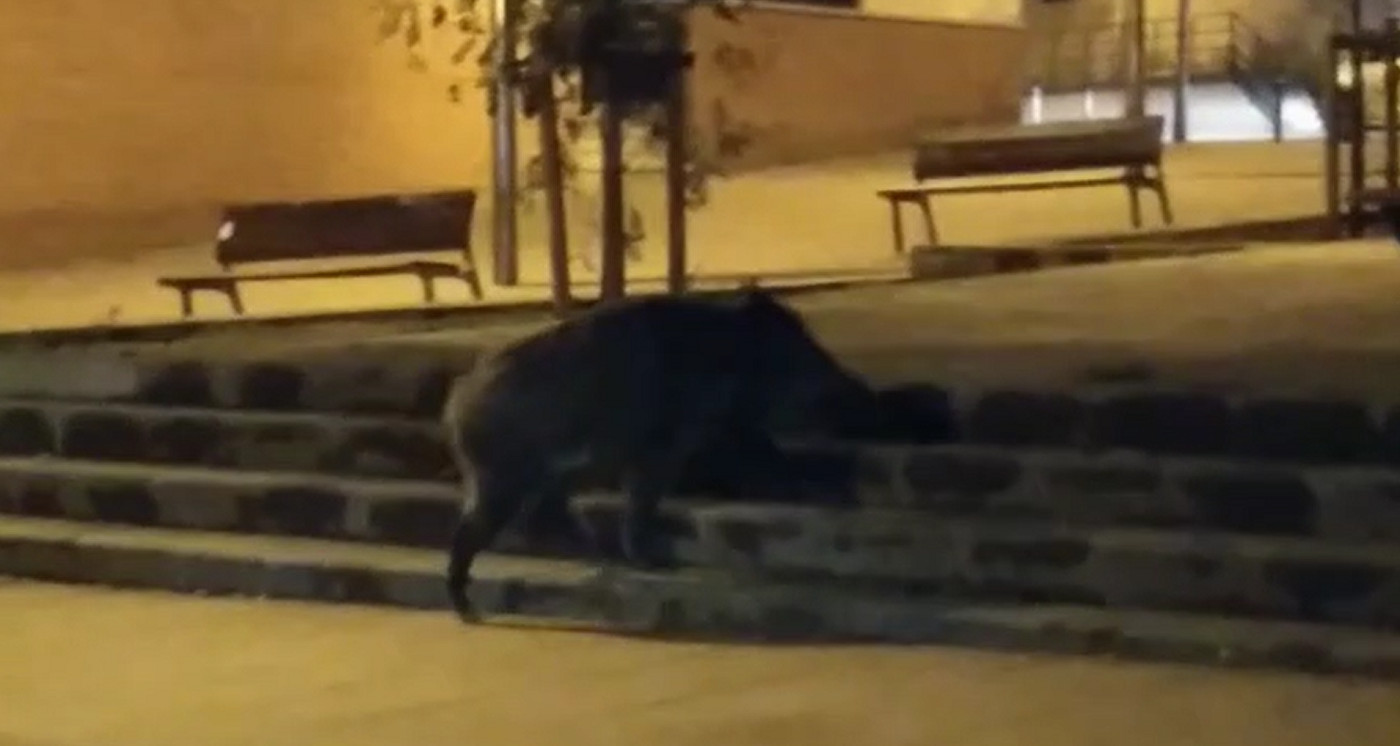 Un jabalí recorriendo las calles de Horta en busca de comida / CEDIDA