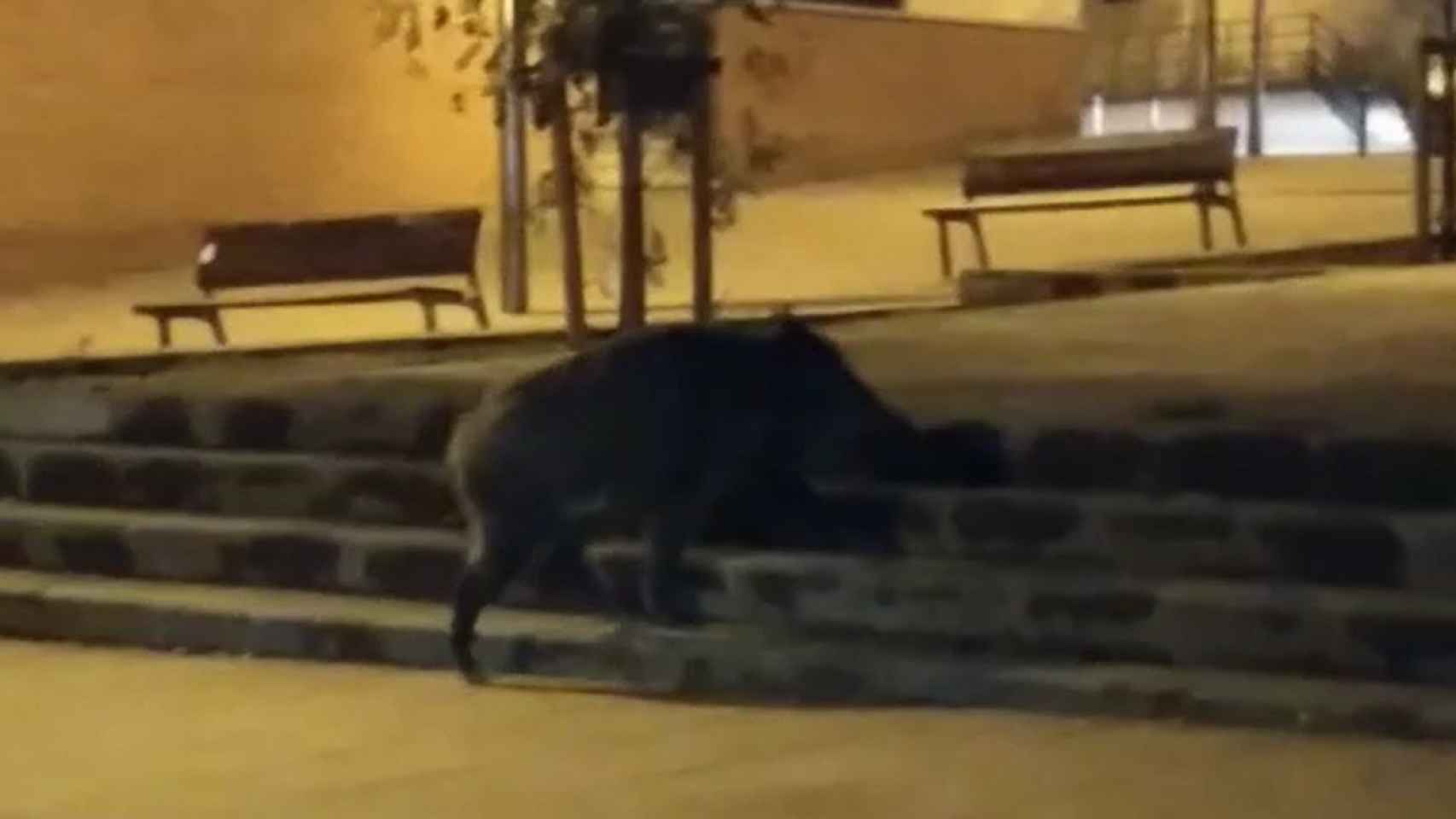 Un jabalí recorriendo las calles de Horta en busca de comida / CEDIDA