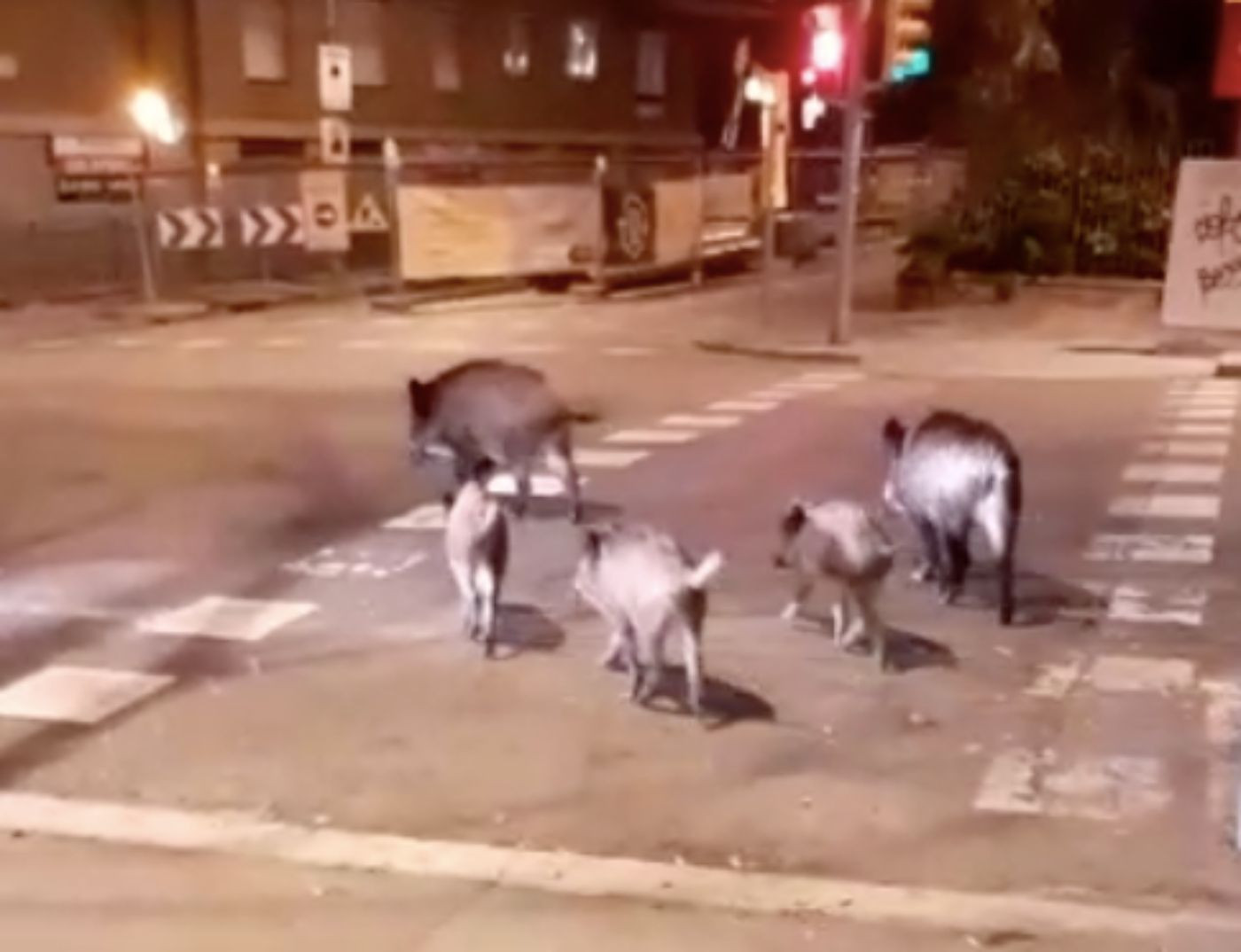 La manada de jabalíes paseando por la calle de Mandri de Barcelona / METRÓPOLI