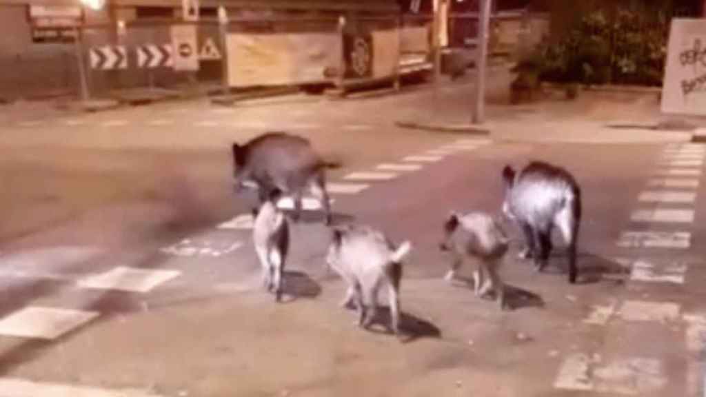 La manada de jabalíes paseando por la calle de Mandri de Barcelona / METRÓPOLI