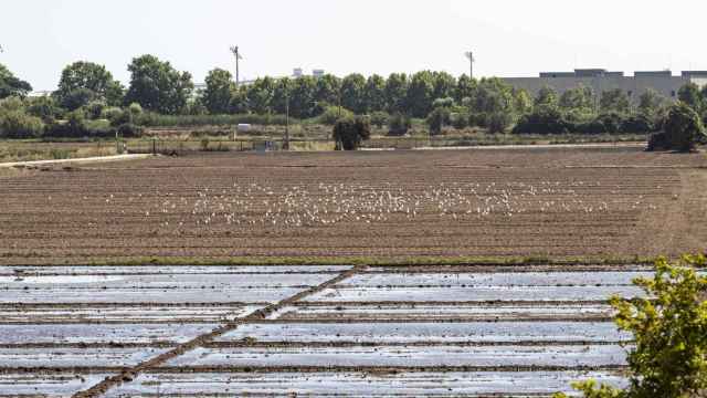 Riego agrícola con agua regenerada del Parque Agrario del Baix Llobregat / AIGÜES DE BARCELONA