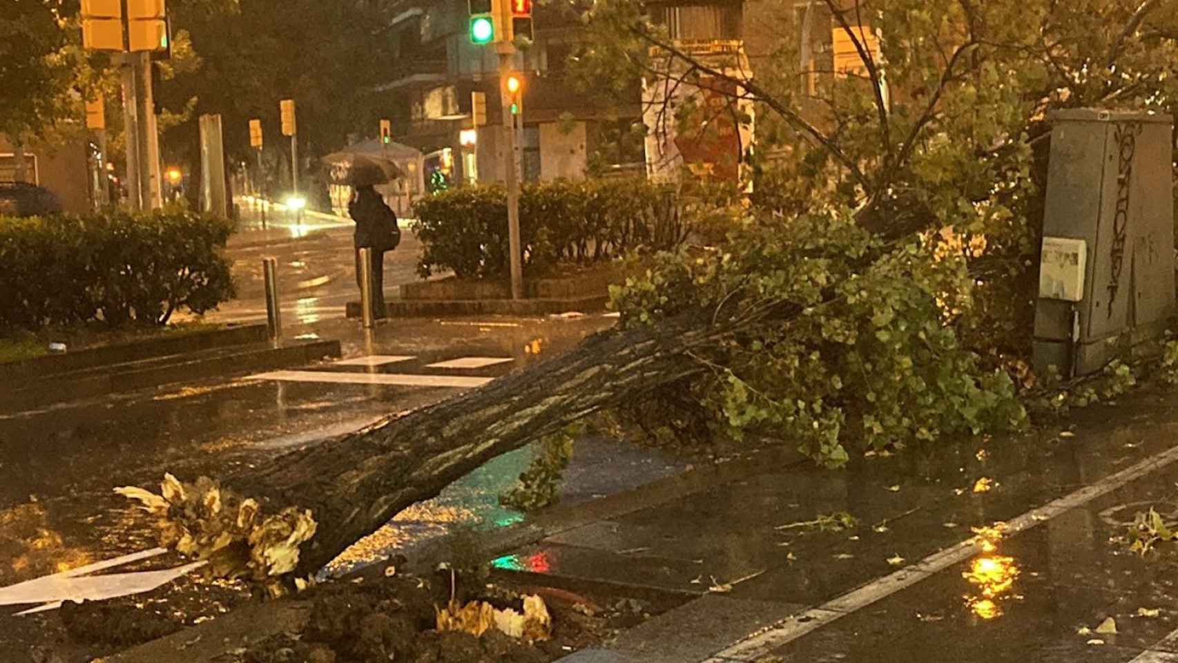 El viento tumba un árbol en el paseo Valldaura / TWITTER - XAVIROTB