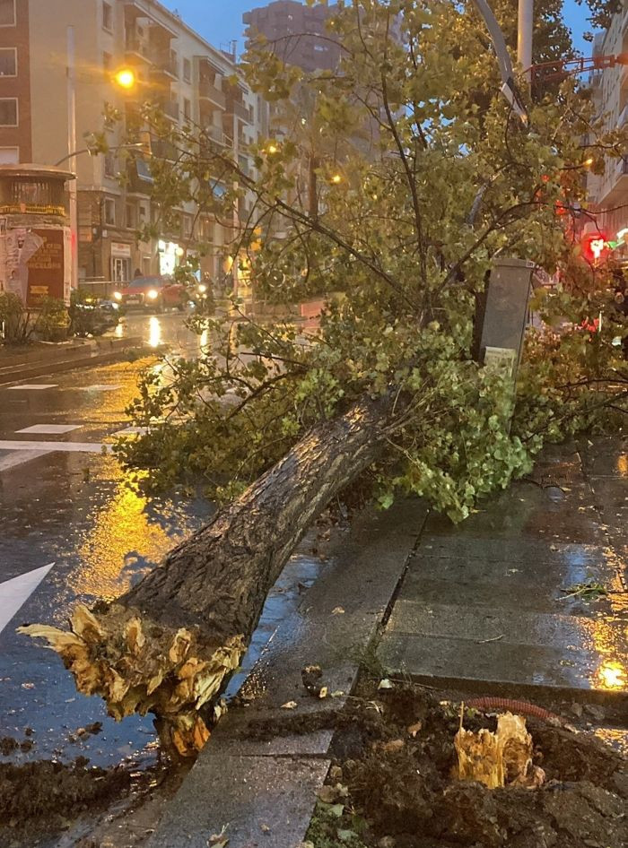 Imagen del árbol caído por el viento en el paseo Valldaura / TWITTER - XAVIROTB