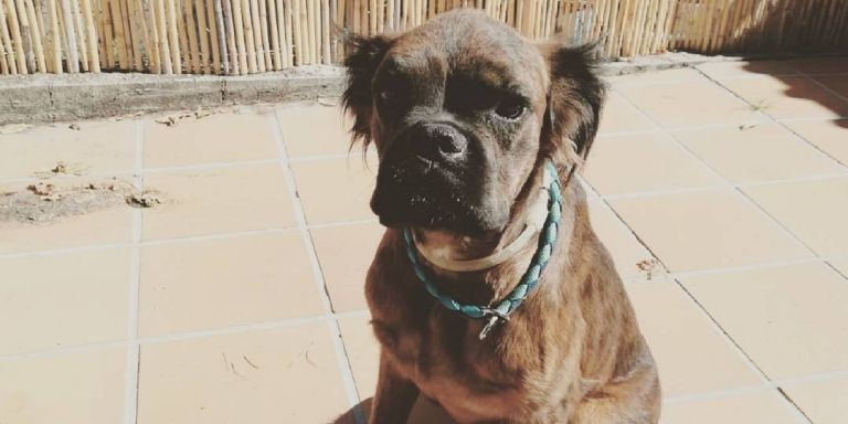 Uno de los perros de Sos Dogs BDN en adopción / TWITTER