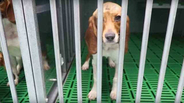 Uno de los perros usados por Vivotecnia para sus experimentos en animales / CRUELTY FREE INTERNATIONAL
