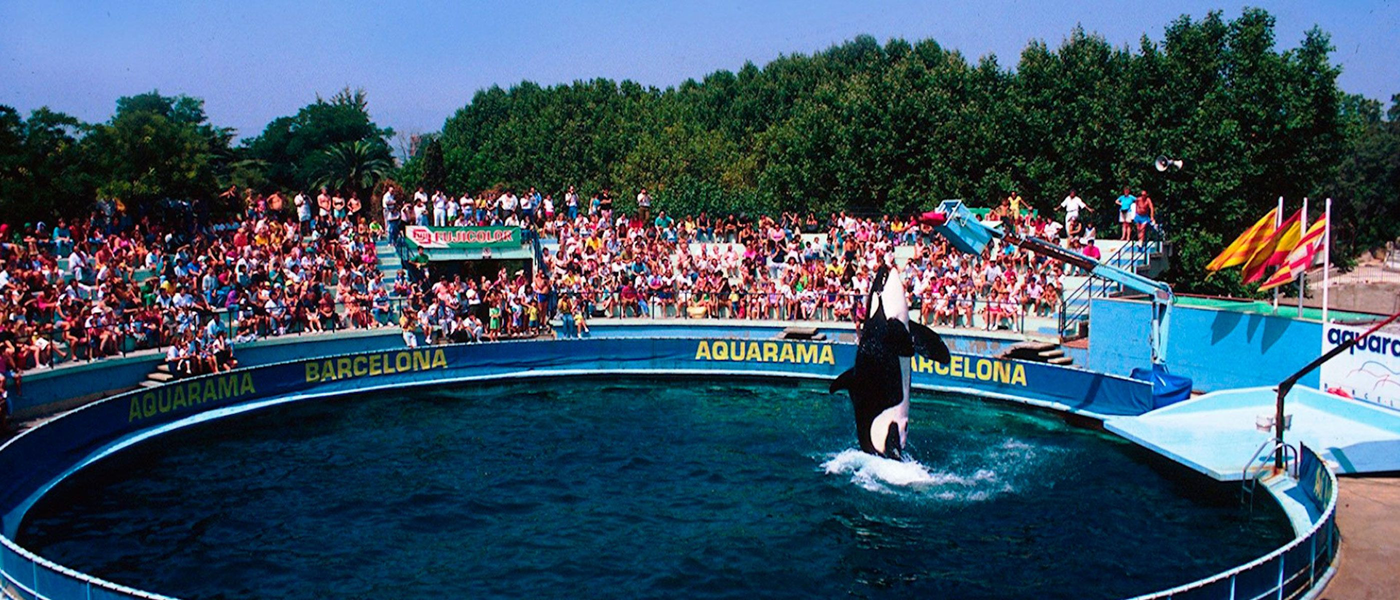 La orca Ulisses, en el Aquarama del Zoo de Barcelona / ARCHIVO - ZOO