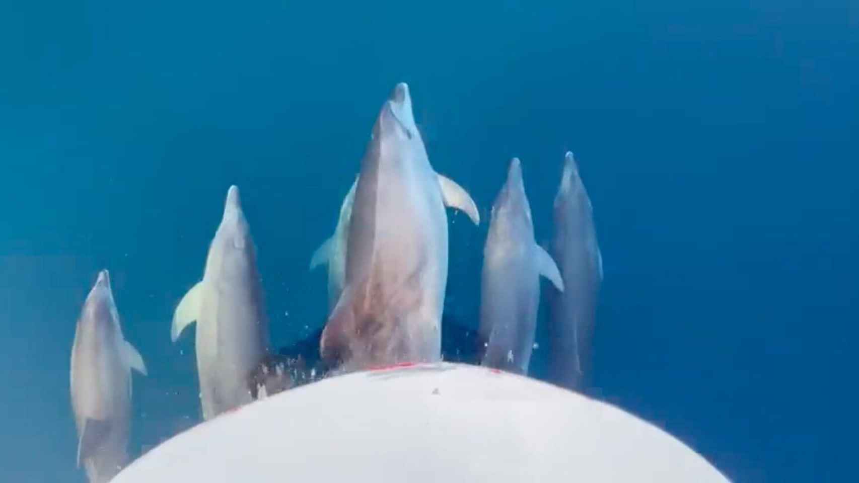 Imagen de la familia de delfines frente al río Llobregat / DAVID ALBIOL