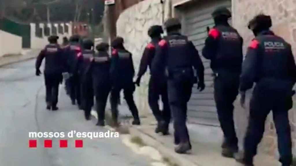 Detenida una mujer que tenía 350 plantas de marihuana en Nou Barris / MOSSOS D'ESQUADRA