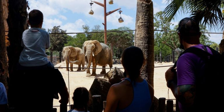 Elefantes en el Zoo de Barcelona / EFE - Quique García