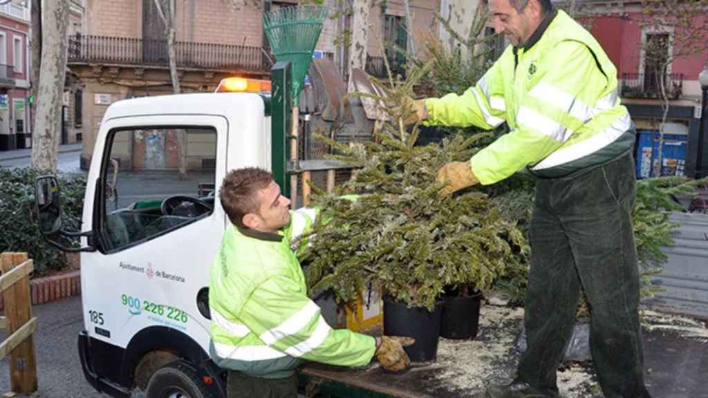 Dos funcionarios municipales recogen árboles de Navidad usados