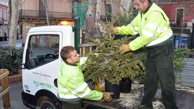 Dos funcionarios municipales recogen árboles de Navidad usados