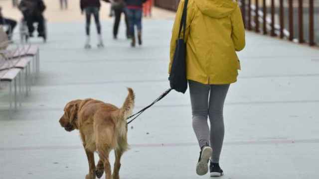 Un perro pasea con su responsable en Barcelona