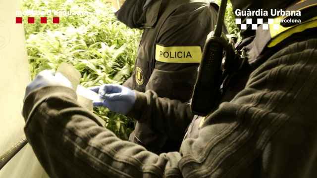 Agentes de policía en una de las plantaciones de marihuana intervenidas / GUARDIA URBANA