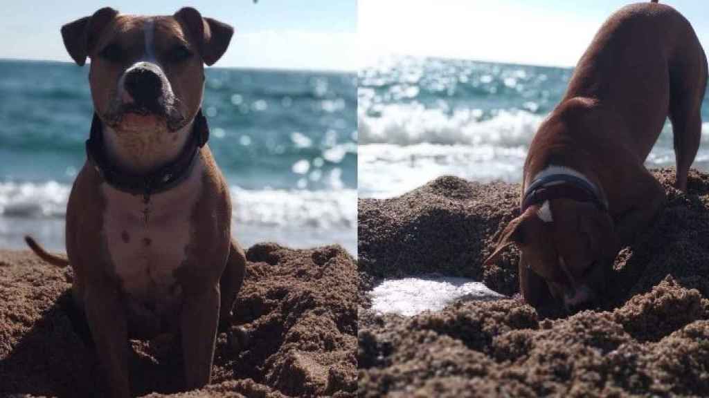 Un perro juega en una playa de perros de Barcelona / METRÓPOLI