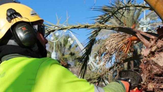 Una trabajadora de la empresa municipal Parcs i Jardins / AJ BCN